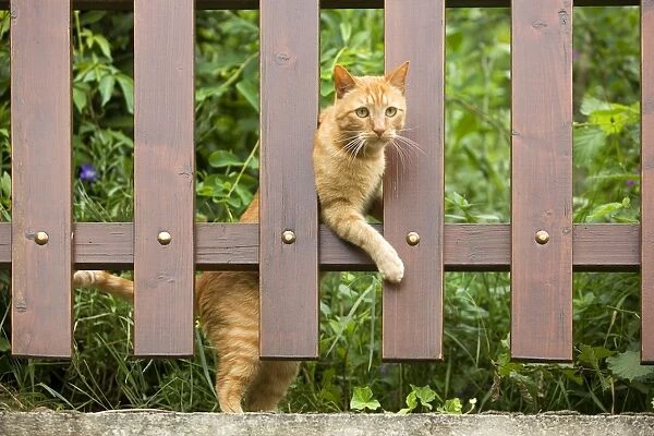 Cat - ginger cat climbing through garden fence