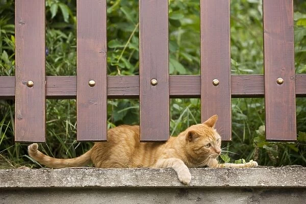 Cat - Ginger cat crouching under garden fence