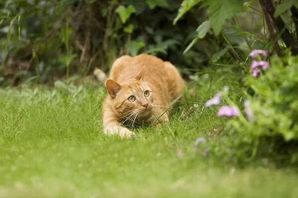 Cat - Ginger cat crouching in garden watching prey