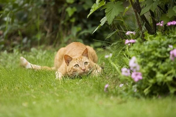 Cat - Ginger cat crouching in garden watching prey ready to pounce