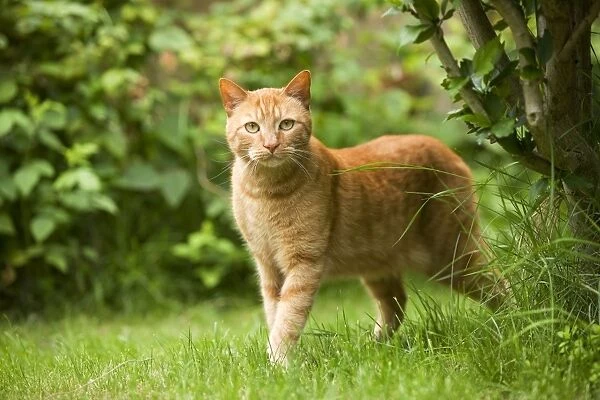 Cat - Ginger cat in garden