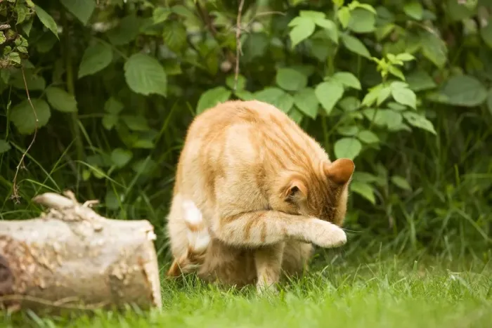 Framed Print : Cat - Ginger cat in garden cleaning face with paw Framed Print : Cat - Ginger cat in garden cleaning face with paw