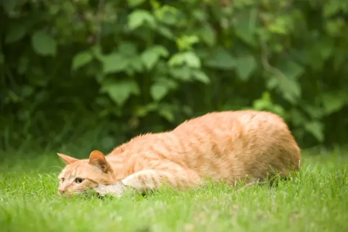 Framed Print : Cat - Ginger cat in garden crouching watching prey Framed Print : Cat - Ginger cat in garden crouching watching prey