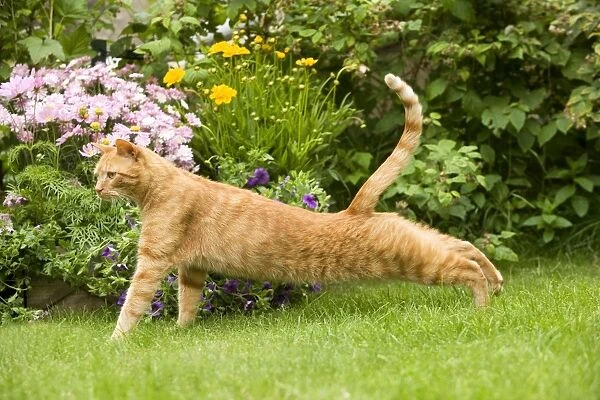 Cat - Ginger cat in garden stretching