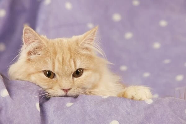 CAT - Ginger cat (head shot)
