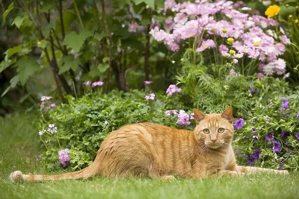 Cat - Ginger cat lying in garden