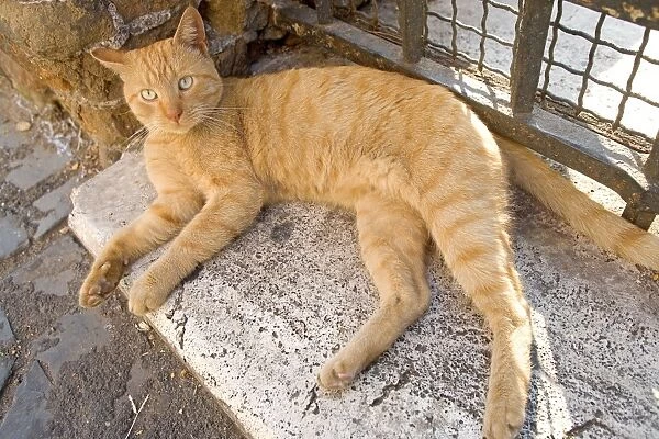 Cat - Ginger cat lying down on stone step
