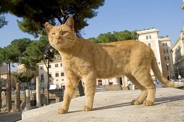 Cat - Ginger cat on stone step - Rome - Italy