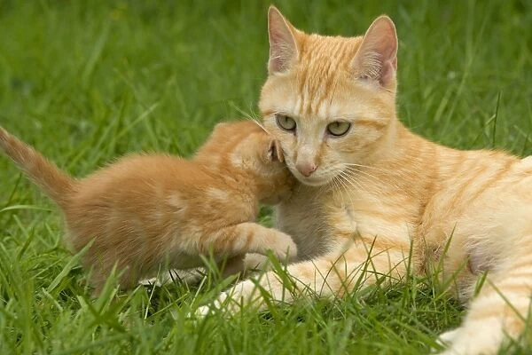 Cat - Ginger female with kitten