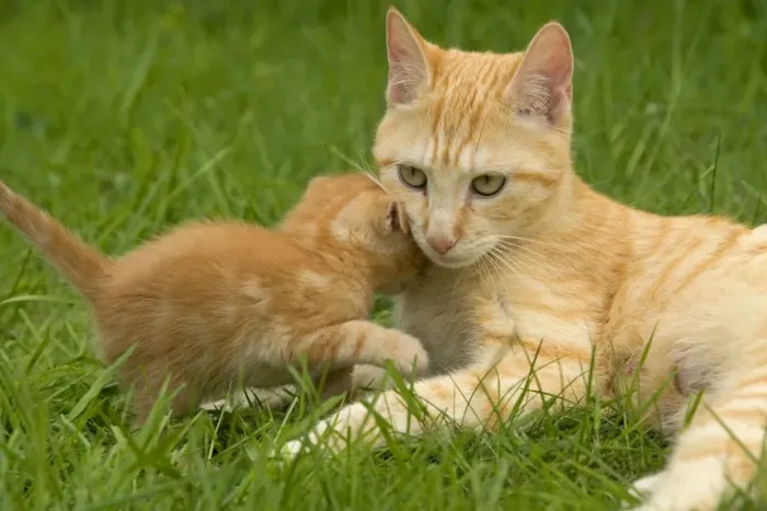 Framed Print : Cat - Ginger female with kitten Framed Print : Cat - Ginger female with kitten