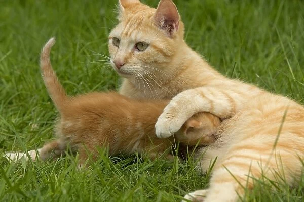 Cat - Ginger female with kitten suckling  /  feeding