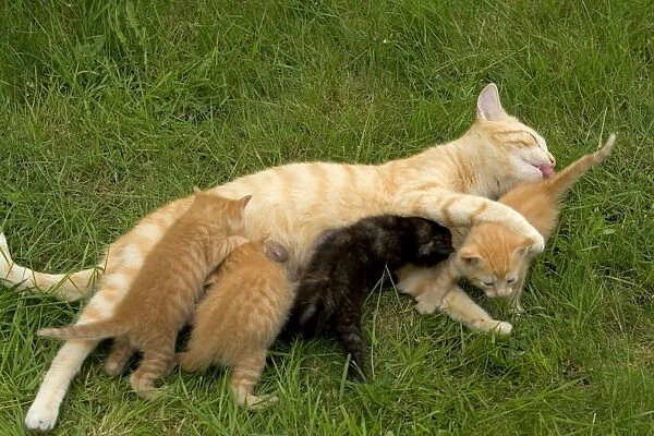 Cat - Ginger female with kittens suckling  /  feeding