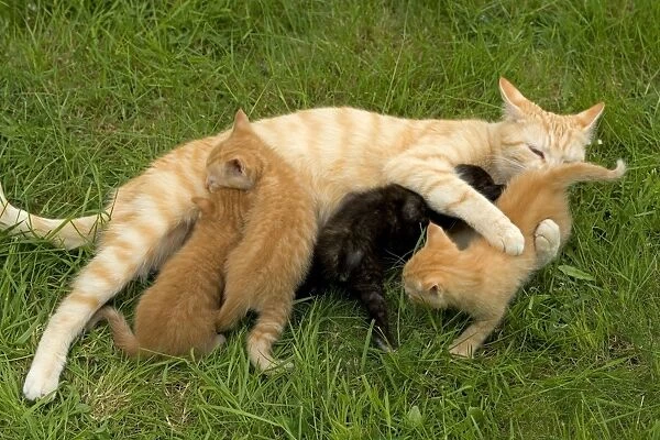 Cat - Ginger female with kittens suckling  /  feeding