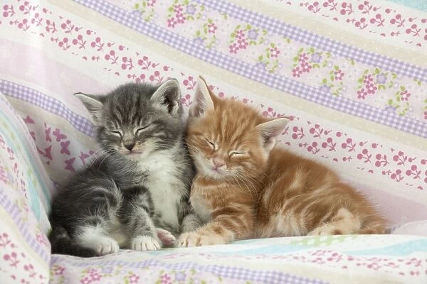 Cat - Ginger and Grey Tabby kittens sleeping