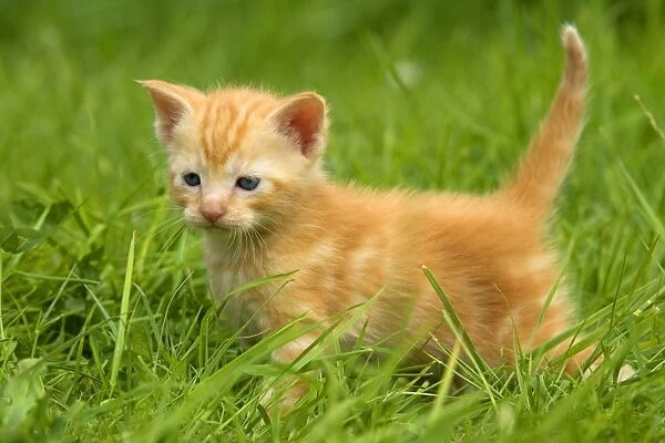Cat - ginger kitten