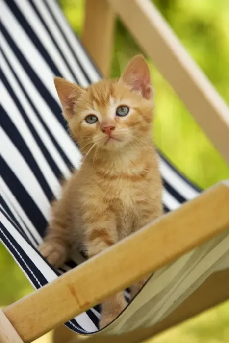 Framed Print : Cat - ginger kitten Framed Print : Cat - ginger kitten
