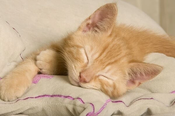 Cat - Ginger kitten, asleep