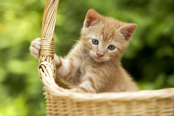 Cat - Ginger kitten in basket