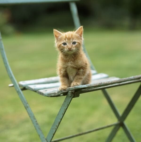 CAT - Ginger kitten on garden chair