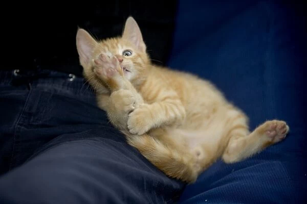 Cat - ginger kitten grooming