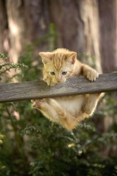 Cat - ginger kitten hanging off piece of wood