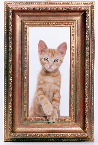 CAT - Ginger Kitten looking through picture frame
