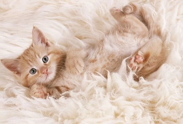 CAT - ginger kitten, lying on back on rug