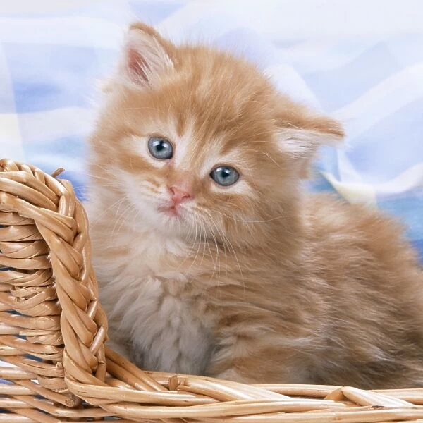 Cat - Ginger Kitten sitting in basket