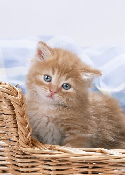 Cat - Ginger Kitten sitting in basket