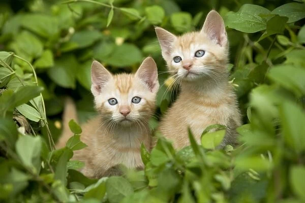 Cat - two ginger kittens