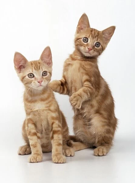 CAT - two Ginger kittens, one on hind legs