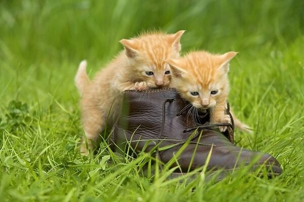 Cat - ginger kittens playing with person's shoe