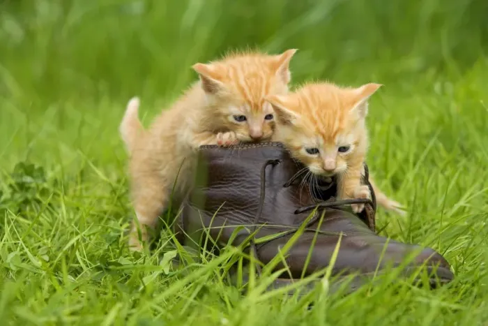 Framed Print : Cat - ginger kittens playing with person's shoe Framed Print : Cat - ginger kittens playing with person's shoe