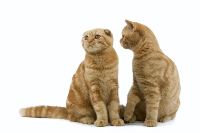 Framed Print : Cat - Ginger Scottish fold & British shorthair in studio Framed Print : Cat - Ginger Scottish fold & British shorthair in studio