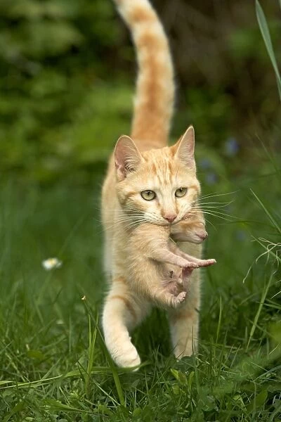 Cat - ginger tabby carrying newborn kitten