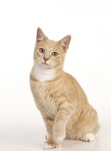 CAT - Ginger tabby cat