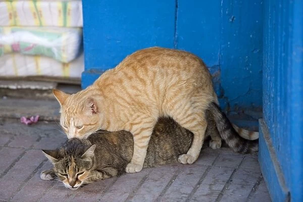 Cat - ginger & tabby cat mating. Morocco