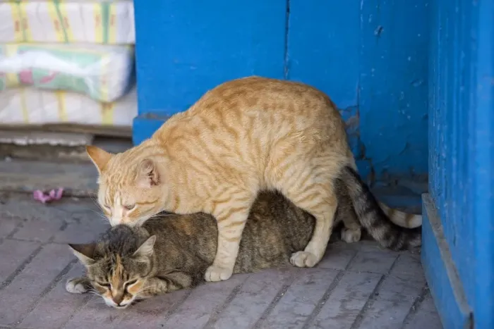 Framed Print : Cat - ginger & tabby cat mating. Morocco Framed Print : Cat - ginger & tabby cat mating. Morocco