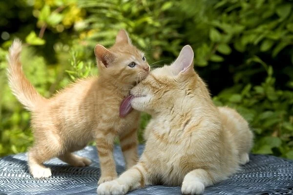 Cat - ginger tabby grooming kitten