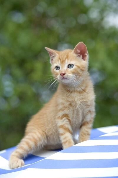 Cat - ginger tabby kitten