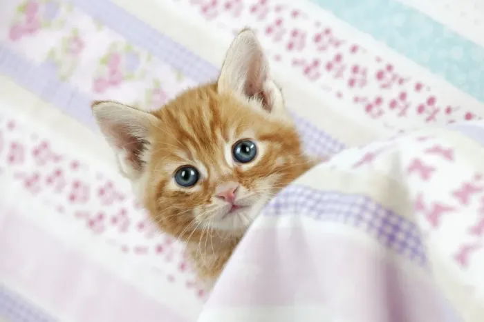 Framed Print : Cat - Ginger Tabby kitten Framed Print : Cat - Ginger Tabby kitten
