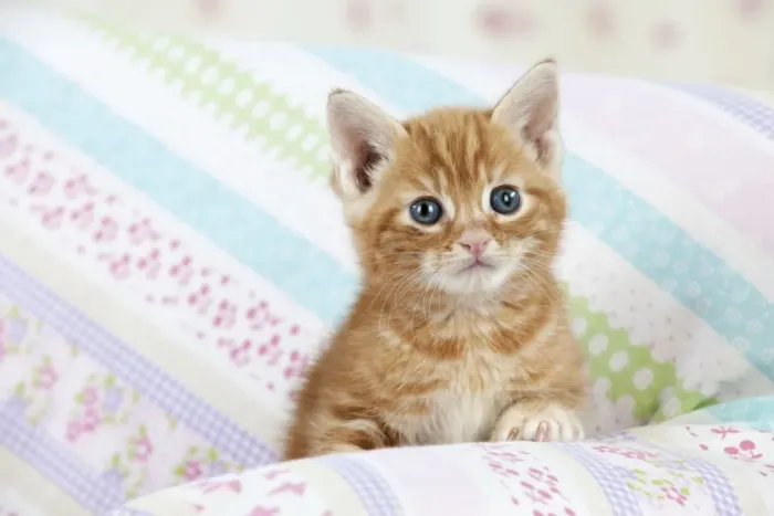 Framed Print : Cat - Ginger Tabby kitten Framed Print : Cat - Ginger Tabby kitten