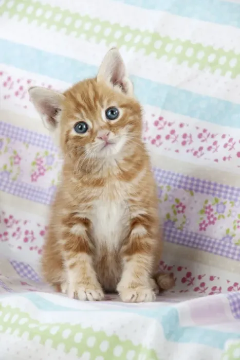 Framed Print : Cat - Ginger Tabby kitten Framed Print : Cat - Ginger Tabby kitten