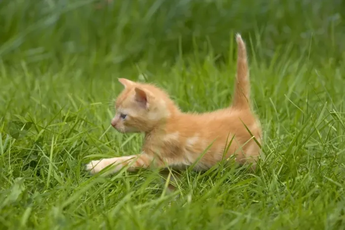 Framed Print : Cat - ginger tabby kitten walking through grass Framed Print : Cat - ginger tabby kitten walking through grass