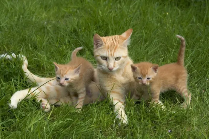 Framed Print : Cat - ginger tabby with two kittens Framed Print : Cat - ginger tabby with two kittens