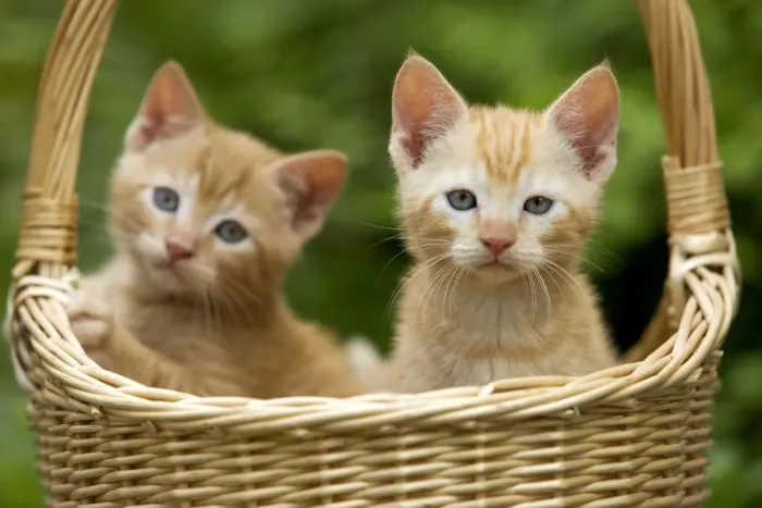 Framed Print : Cat - ginger tabby kittens in basket Framed Print : Cat - ginger tabby kittens in basket