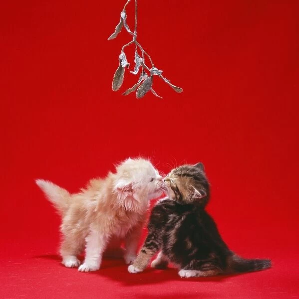 Cat - Ginger & Tabby kittens kissing under mistletoe