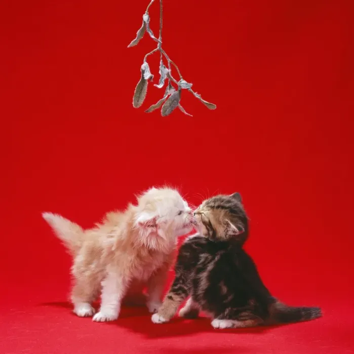 Framed Print : Cat - Ginger & Tabby kittens kissing under mistletoe Framed Print : Cat - Ginger & Tabby kittens kissing under mistletoe