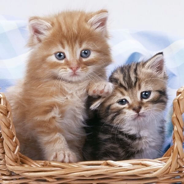 Cat - Ginger & Tabby kittens sitting in basket