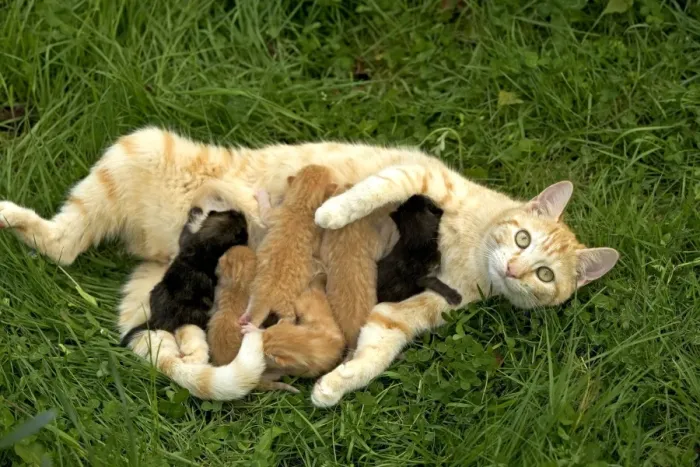 Framed Print : Cat - ginger tabby with kittens suckling